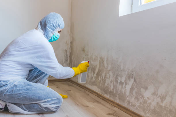 Licensed Mold Inspection service in Iselin, NJ - WQB Mold Removal